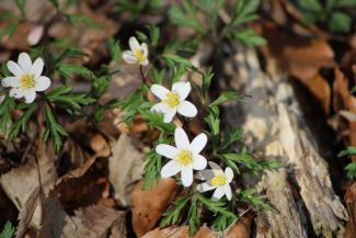 Anemone nemorosa