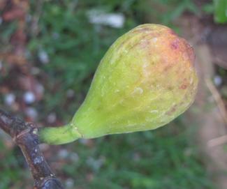 Ficus carica 'Cuore D'oro'