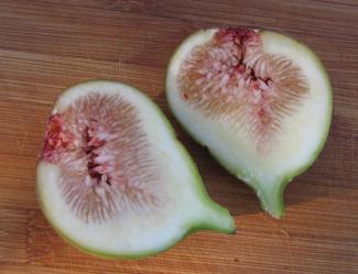 Ficus carica 'Brunswick'