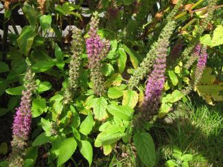 Teucrium hircanicum