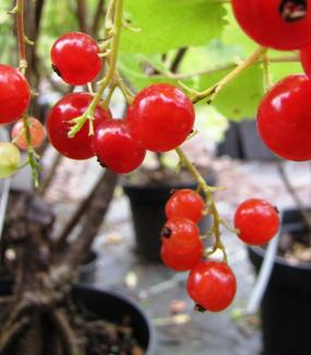 Ribes rubrum 'Rolan'