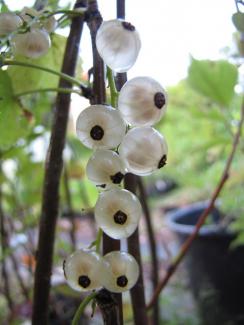 Ribes rubrum 'Weiße Versailler'