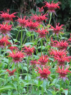 Monarda didyma 'Jacob Cline'