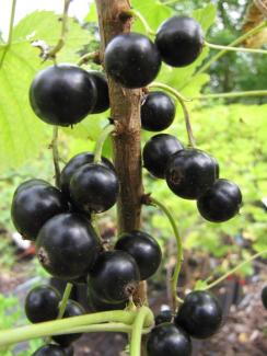 Ribes nigrum 'Irinas Sämling