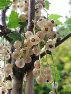 Ribes rubrum 'Weiße aus Jüterbog'