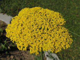 Achillea fillipendulina 'Parkers Variety'
