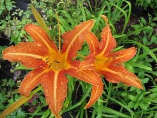 Hemerocallis fulva