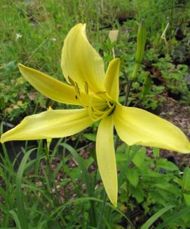 Hemerocallis citrina