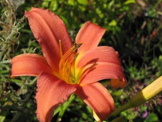 Hemerocallis cult. 'Pink Damask'