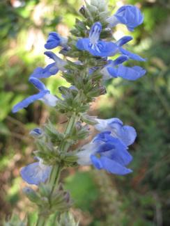 Salvia uliginosa Salvia uliginosa