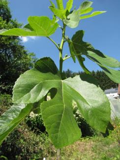 Ficus carica 'Martinsfeige'