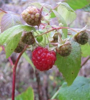 Rubus idaeus 'Aroma Queen ®'