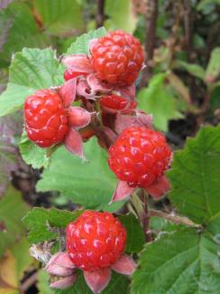 Rubus parvifolius x idaeus  'Dorman Red'