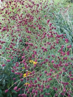 Sanguisorba officinalis 'Red Thunder'