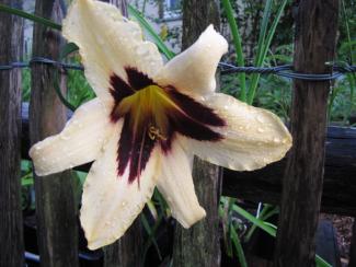 Hemerocallis cult. 'Wild Horses'