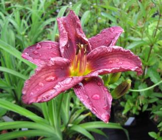 Hemerocallis cult. 'Stella in Purple'