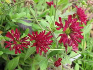 Knautia macedonica 'Mars Midget'