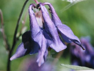 Aquilegia vulgaris