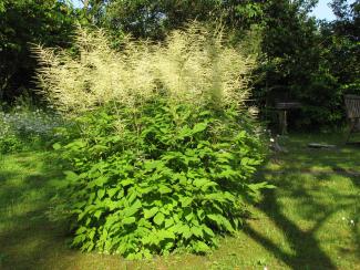 Aruncus dioicus