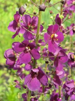 Verbascum phoeniceum 'Violetta'