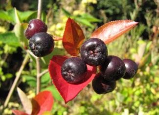 Aronia melanocarpa 'Nero'