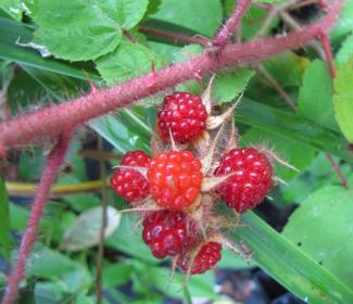 Rubus phoenicolasius