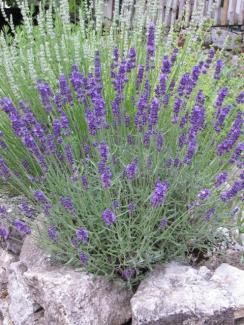 Lavandula angustifolia 'Hidcote Blue'