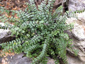 Asplenium trichomanes