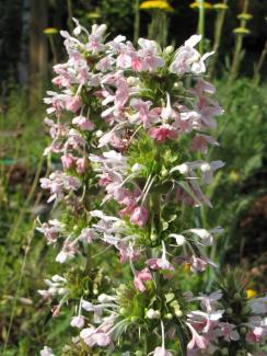 Morina longifolia