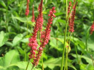 Bistorta (Polygonum) amplexicaulis 'Firetail'