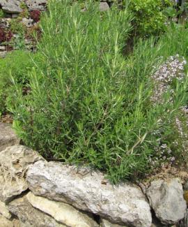 Rosmarinus officinalis 'Blue Winter'