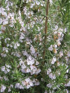 Rosmarinus officinalis 'Blue Winter'