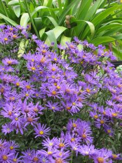 Aster amellus 'Veilchenkönigin'