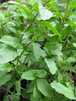 Mentha piperita var. citrata 'Orangenminze'