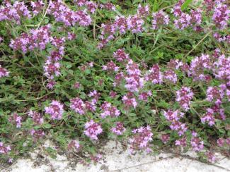 Thymus serpyllum