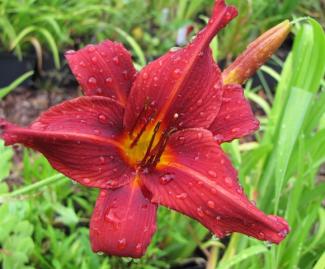 Hemerocallis cult. 'Shining Plumage' Hemerocallis cult. 'Shining Plumage'