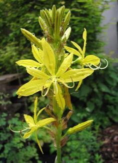 Asphodeline lutea Asphodeline lutea