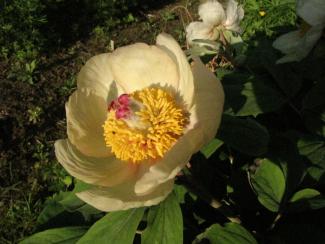 Paeonia mlokosewitschii