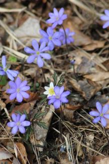Hepatica nobilis