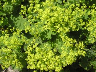 Alchemilla mollis
