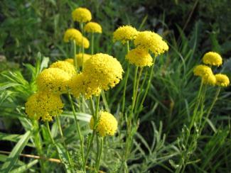 Santolina chamaecyparissus