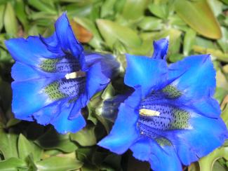 Gentiana acaulis