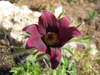 Pulsatilla vulgaris "Rubra"