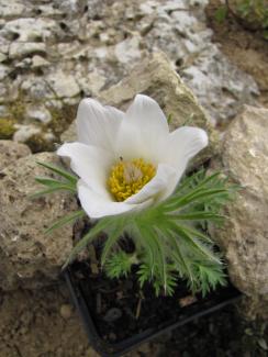 Pulsatilla vulgaris "Alba"