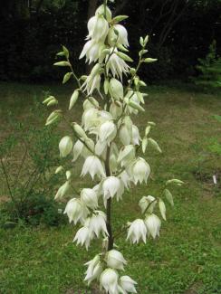 Yucca filamentosa