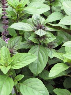 Ocimum basilicum purpurascens
