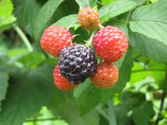 Rubus occidentalis 'Black Jewel'
