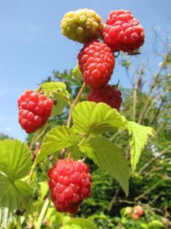 Rubus idaeus 'Meeker'