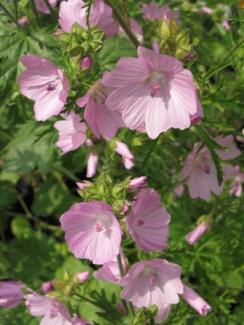 Malva moscata