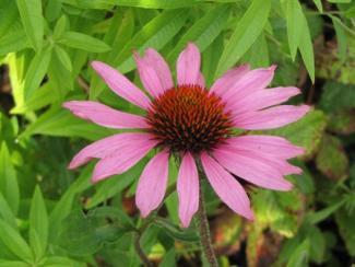 Echinacea purpurea 'Magnus Superior'